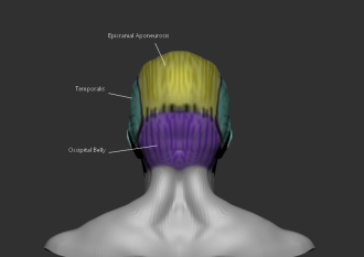 Click image for larger version

Name:	facial muscles Posterior.png
Views:	199
Size:	131.5 KB
ID:	1812