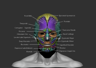 Click image for larger version

Name:	facial muscles Anterior.png
Views:	189
Size:	193.7 KB
ID:	1813