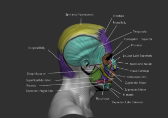 Click image for larger version

Name:	facial muscles Lateral.png
Views:	187
Size:	209.7 KB
ID:	1814