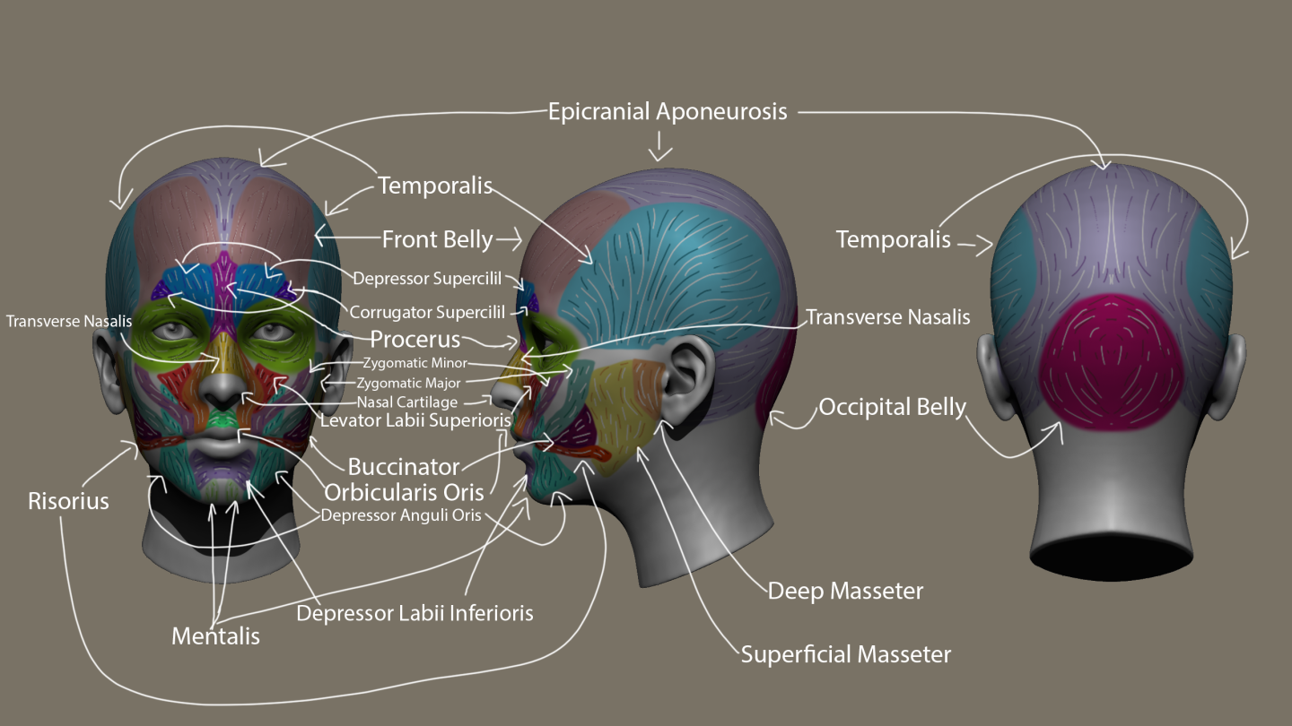 Click image for larger version

Name:	AnatomyForAnimators_Muscle_Polypaint_AJ.png
Views:	126
Size:	628.0 KB
ID:	1823