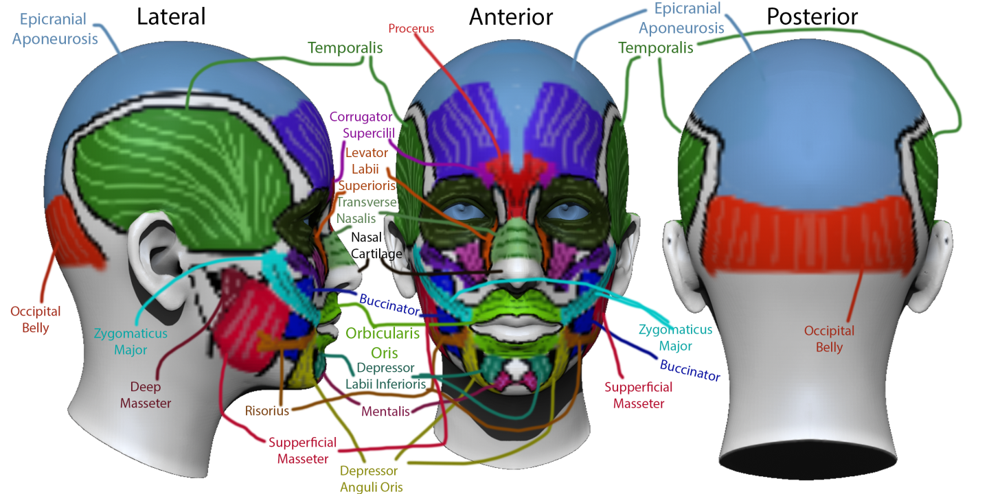 Click image for larger version

Name:	FacialStuff.png
Views:	116
Size:	996.6 KB
ID:	1838