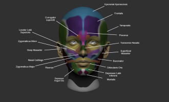 Click image for larger version

Name:	ZBrush Document.png
Views:	180
Size:	384.4 KB
ID:	1840