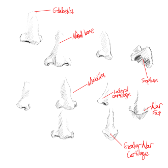 Click image for larger version

Name:	noseSketches.png
Views:	355
Size:	197.0 KB
ID:	2359