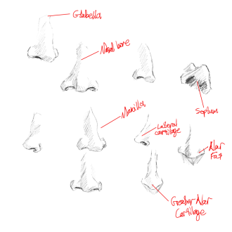 Click image for larger version

Name:	noseSketches.png
Views:	255
Size:	197.0 KB
ID:	2359