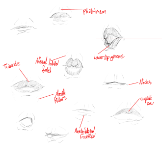 Click image for larger version

Name:	mouthSketches.png
Views:	349
Size:	188.4 KB
ID:	2360