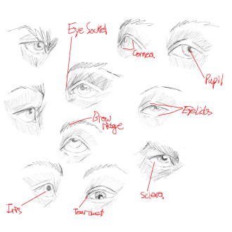 Click image for larger version

Name:	eyesSketches.png
Views:	255
Size:	378.8 KB
ID:	2361