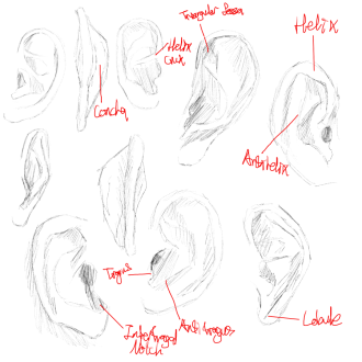 Click image for larger version

Name:	earsSketches.png
Views:	329
Size:	390.8 KB
ID:	2362