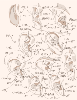 Click image for larger version

Name:	ears_labeled.png
Views:	361
Size:	297.3 KB
ID:	2371