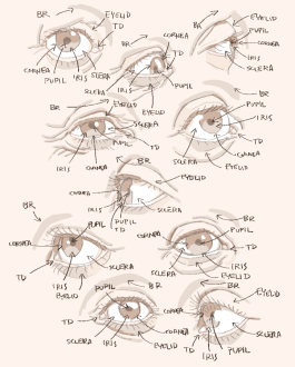 Click image for larger version

Name:	eyes_labeled.png
Views:	376
Size:	340.5 KB
ID:	2372