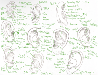 Click image for larger version

Name:	EarAnatomy.png
Views:	219
Size:	867.5 KB
ID:	3056