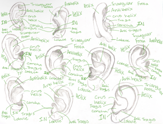 Click image for larger version

Name:	EarAnatomy.png
Views:	140
Size:	867.5 KB
ID:	3056