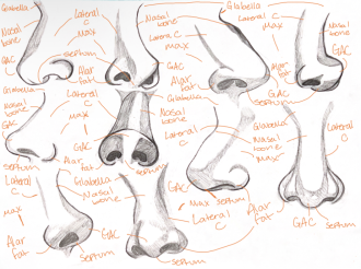Click image for larger version

Name:	NoseAnatomy.png
Views:	211
Size:	858.2 KB
ID:	3058