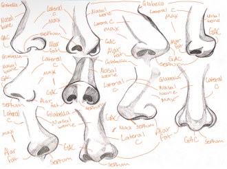 Click image for larger version

Name:	NoseAnatomy.png
Views:	139
Size:	858.2 KB
ID:	3058