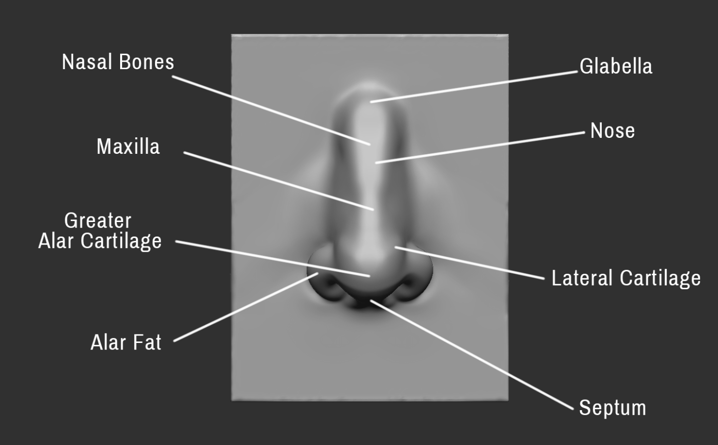 Click image for larger version

Name:	Nose (1).png
Views:	148
Size:	207.8 KB
ID:	3275