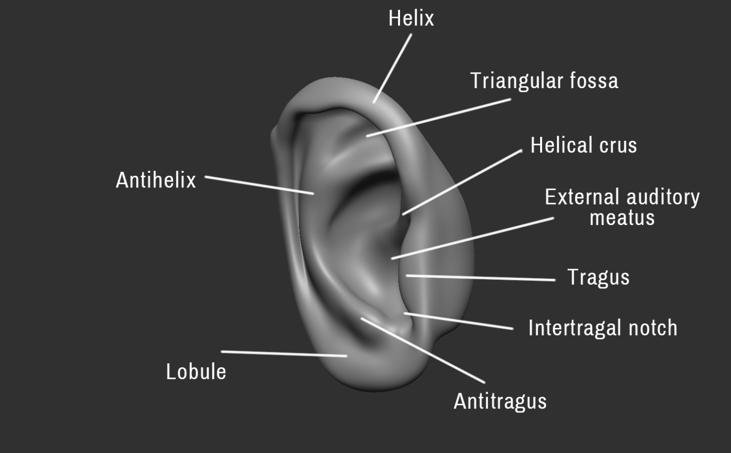 Click image for larger version

Name:	Ear (3).png
Views:	139
Size:	205.5 KB
ID:	3278