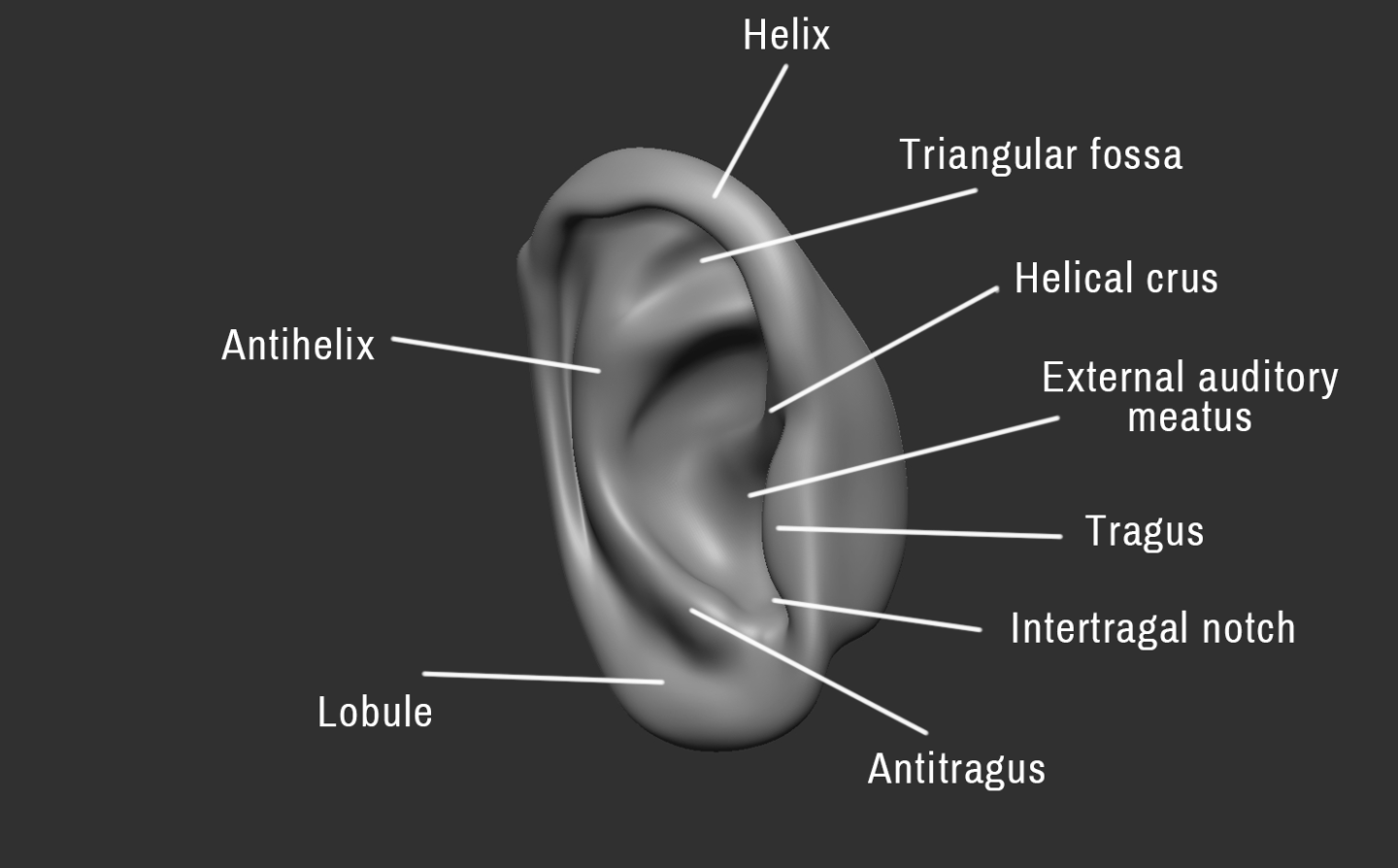 Click image for larger version

Name:	Ear (3).png
Views:	103
Size:	205.5 KB
ID:	3278