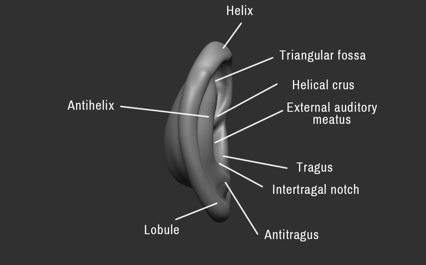Click image for larger version

Name:	Ear (2).png
Views:	140
Size:	168.7 KB
ID:	3279