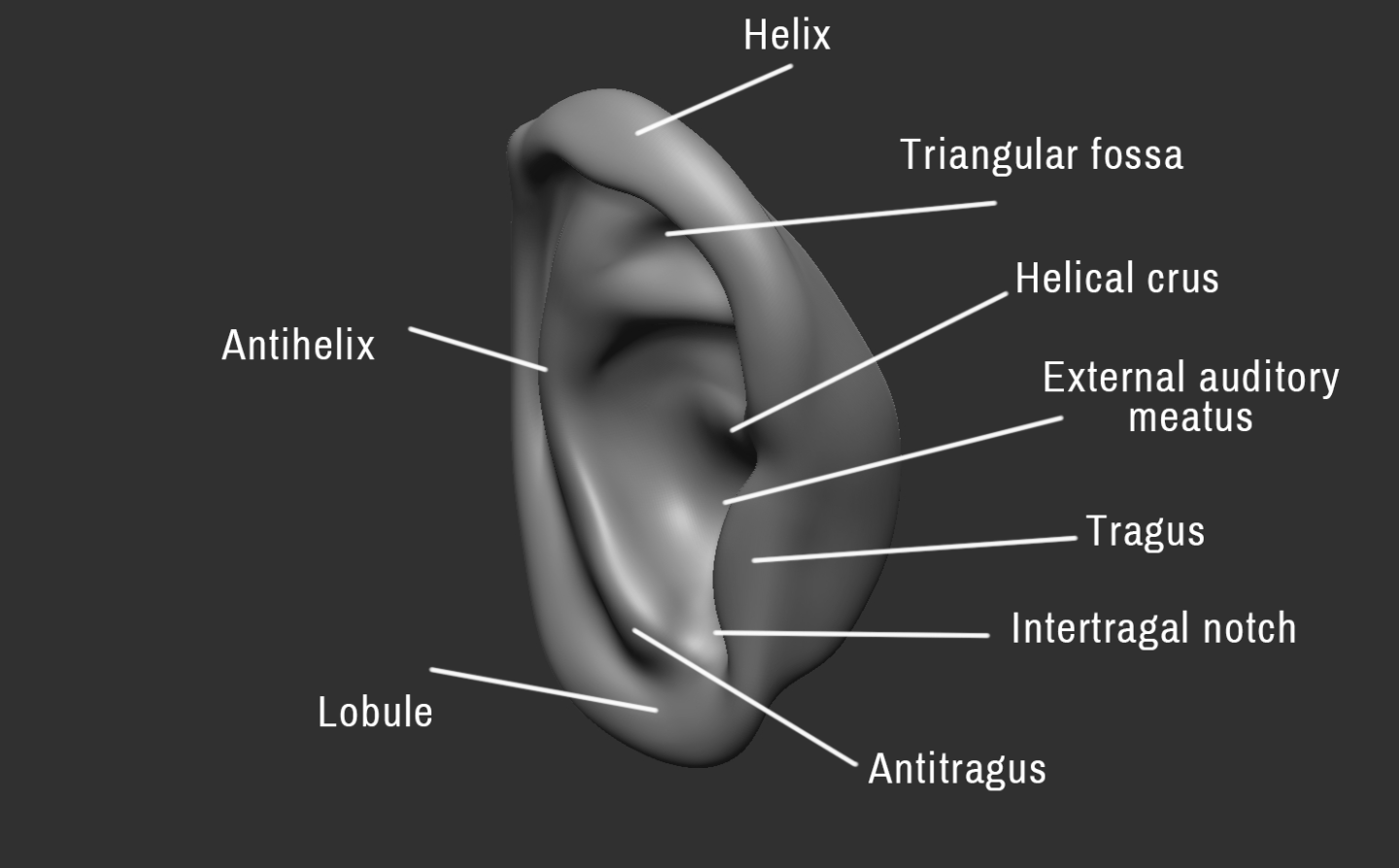 Click image for larger version

Name:	Ear (5).png
Views:	102
Size:	214.1 KB
ID:	3280