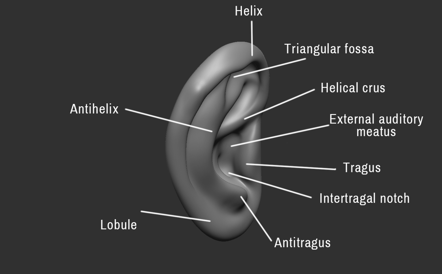 Click image for larger version

Name:	Ear (4).png
Views:	150
Size:	195.7 KB
ID:	3281