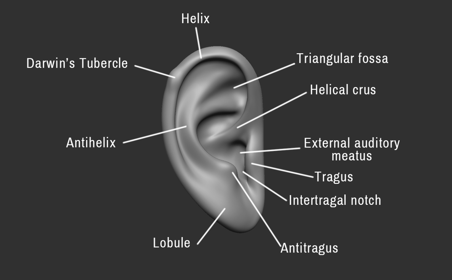 Click image for larger version

Name:	Ear (1).png
Views:	145
Size:	201.2 KB
ID:	3282