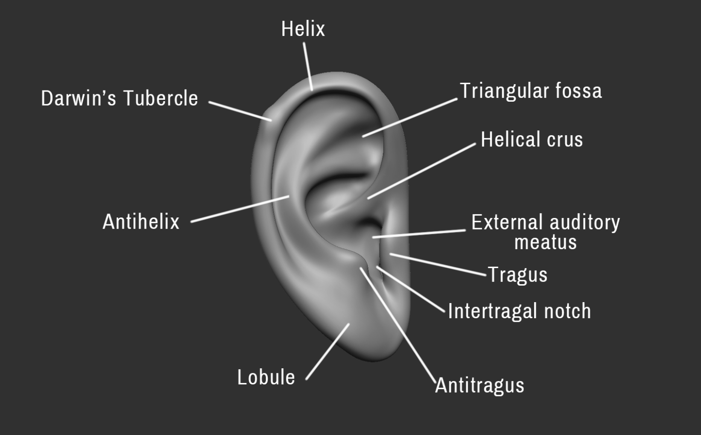 Click image for larger version

Name:	Ear (1).png
Views:	102
Size:	201.2 KB
ID:	3282