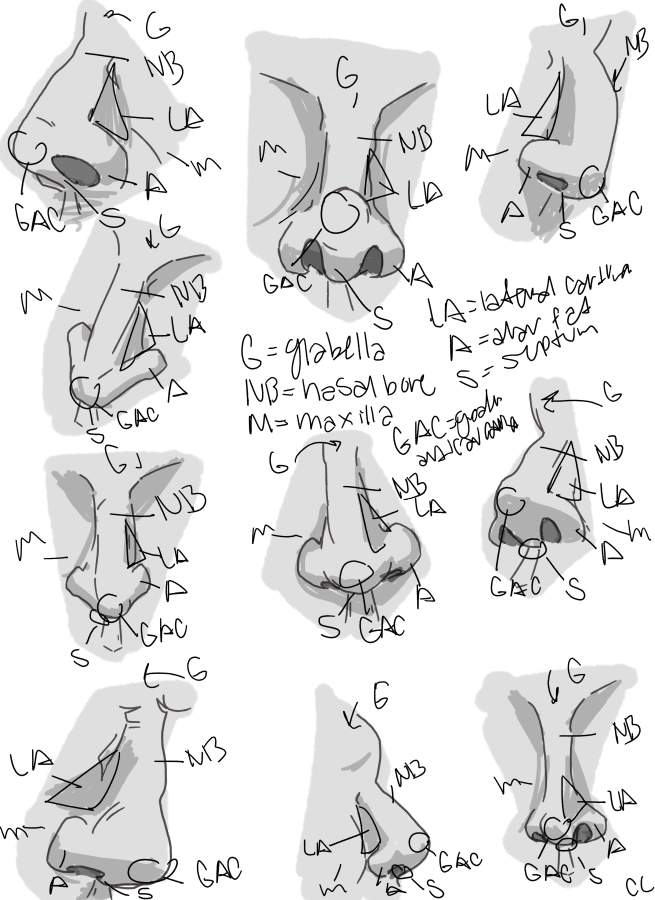 Click image for larger version

Name:	ANAT nose .png
Views:	53
Size:	315.1 KB
ID:	3489