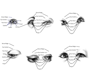Click image for larger version

Name:	eyes.png
Views:	99
Size:	291.1 KB
ID:	3411