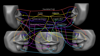 Click image for larger version

Name:	FacialFeatures_Mouth.png
Views:	75
Size:	534.9 KB
ID:	3435