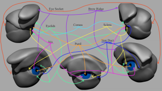 Click image for larger version

Name:	FacialFeatures_Eye.png
Views:	74
Size:	557.8 KB
ID:	3436