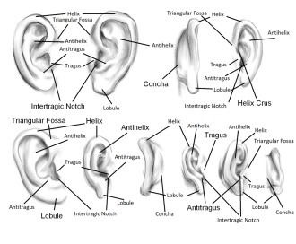 Click image for larger version

Name:	earsss.png
Views:	100
Size:	463.6 KB
ID:	3452