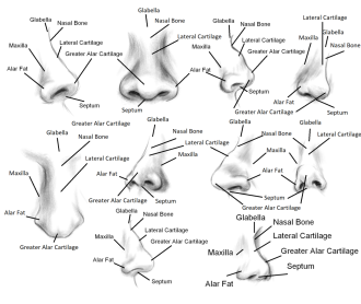 Click image for larger version

Name:	noses.png
Views:	98
Size:	400.4 KB
ID:	3453