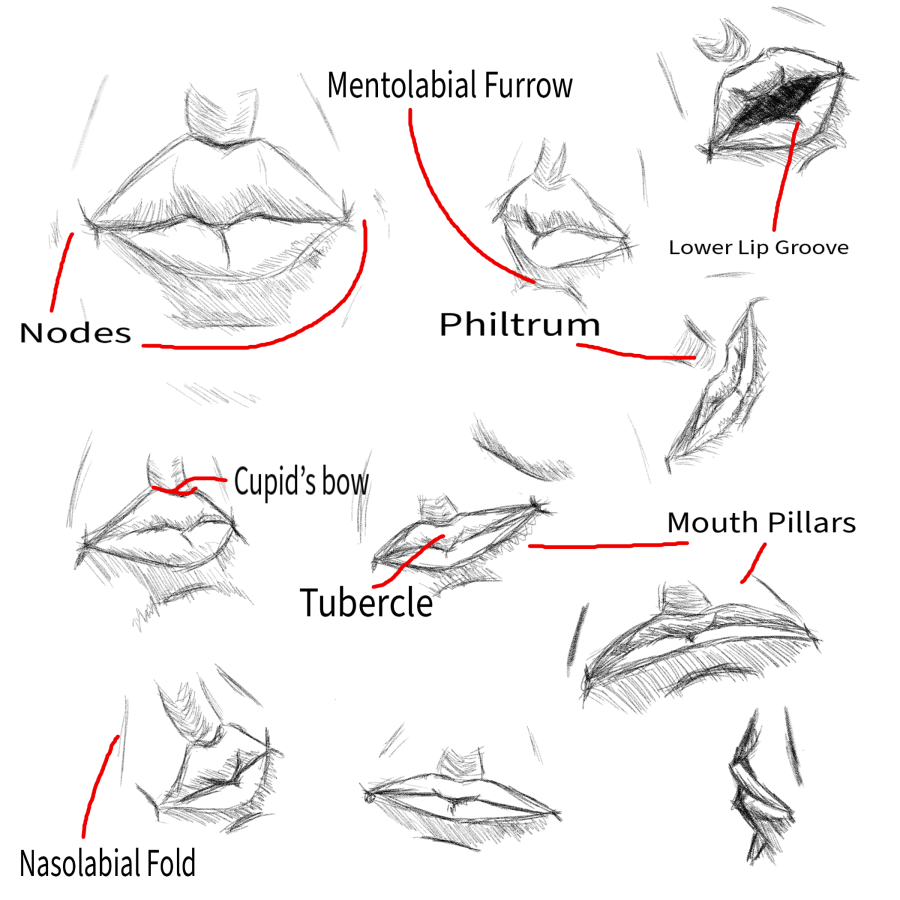 Click image for larger version

Name:	Anatomy_Sketches_Mouth.png
Views:	52
Size:	396.9 KB
ID:	3466