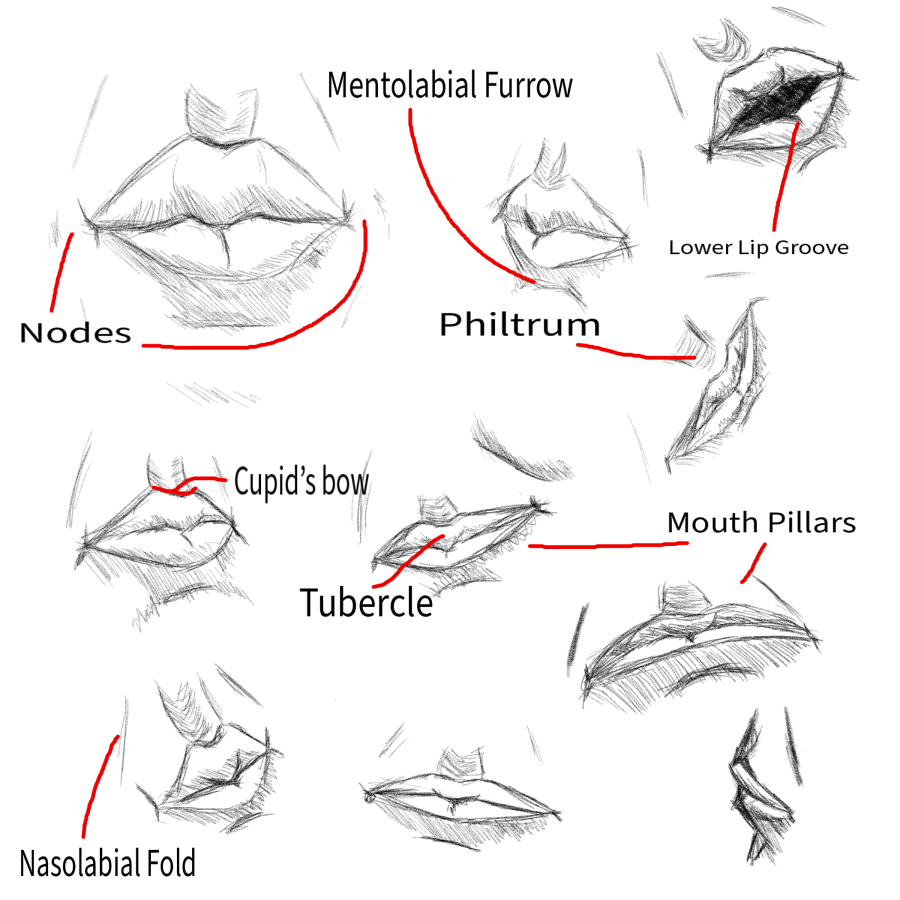 Click image for larger version

Name:	Anatomy_Sketches_Mouth.png
Views:	42
Size:	396.9 KB
ID:	3466