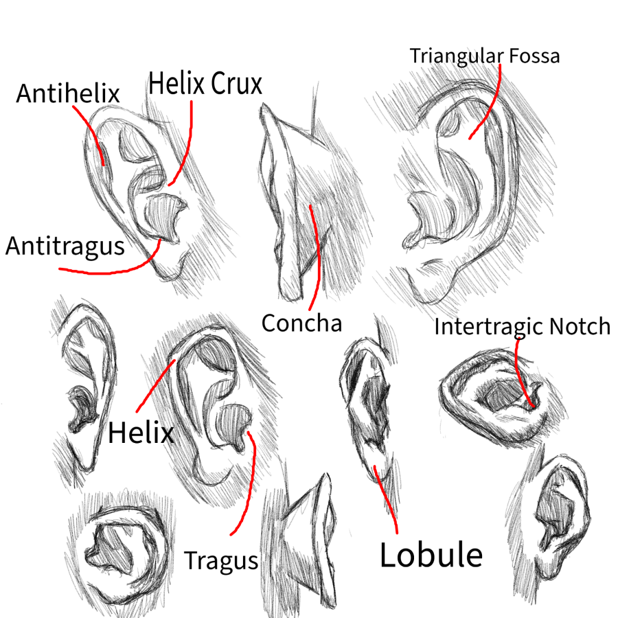 Click image for larger version

Name:	Anatomy_Sketches_Ears.png
Views:	53
Size:	622.8 KB
ID:	3465