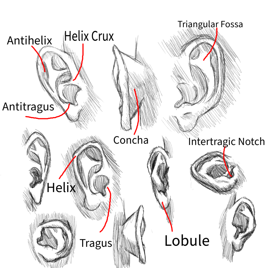 Click image for larger version

Name:	Anatomy_Sketches_Ears.png
Views:	44
Size:	622.8 KB
ID:	3465