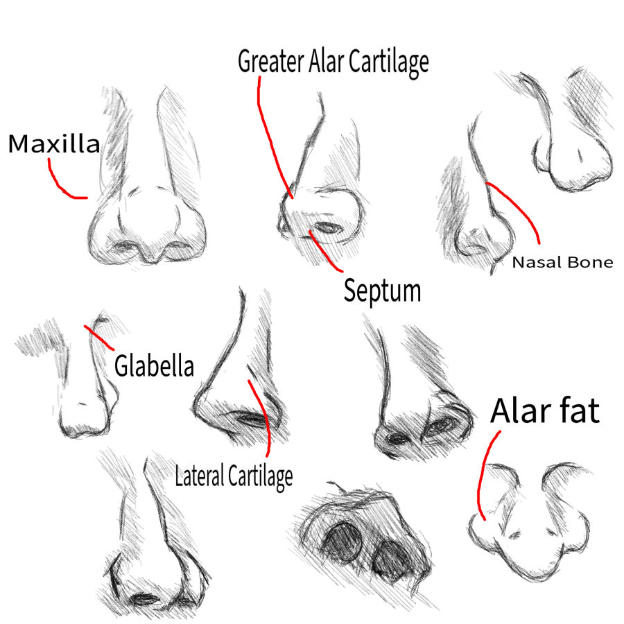 Click image for larger version

Name:	Anatomy_Sketches_Noses.png
Views:	51
Size:	431.0 KB
ID:	3467