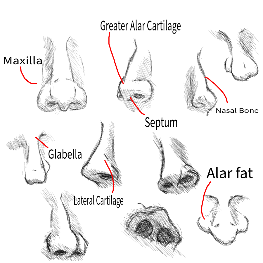 Click image for larger version

Name:	Anatomy_Sketches_Noses.png
Views:	40
Size:	431.0 KB
ID:	3467