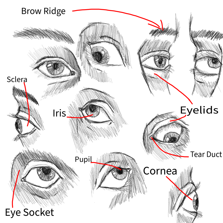 Click image for larger version

Name:	Anatomy_Sketches_Eyes.png
Views:	55
Size:	709.1 KB
ID:	3468