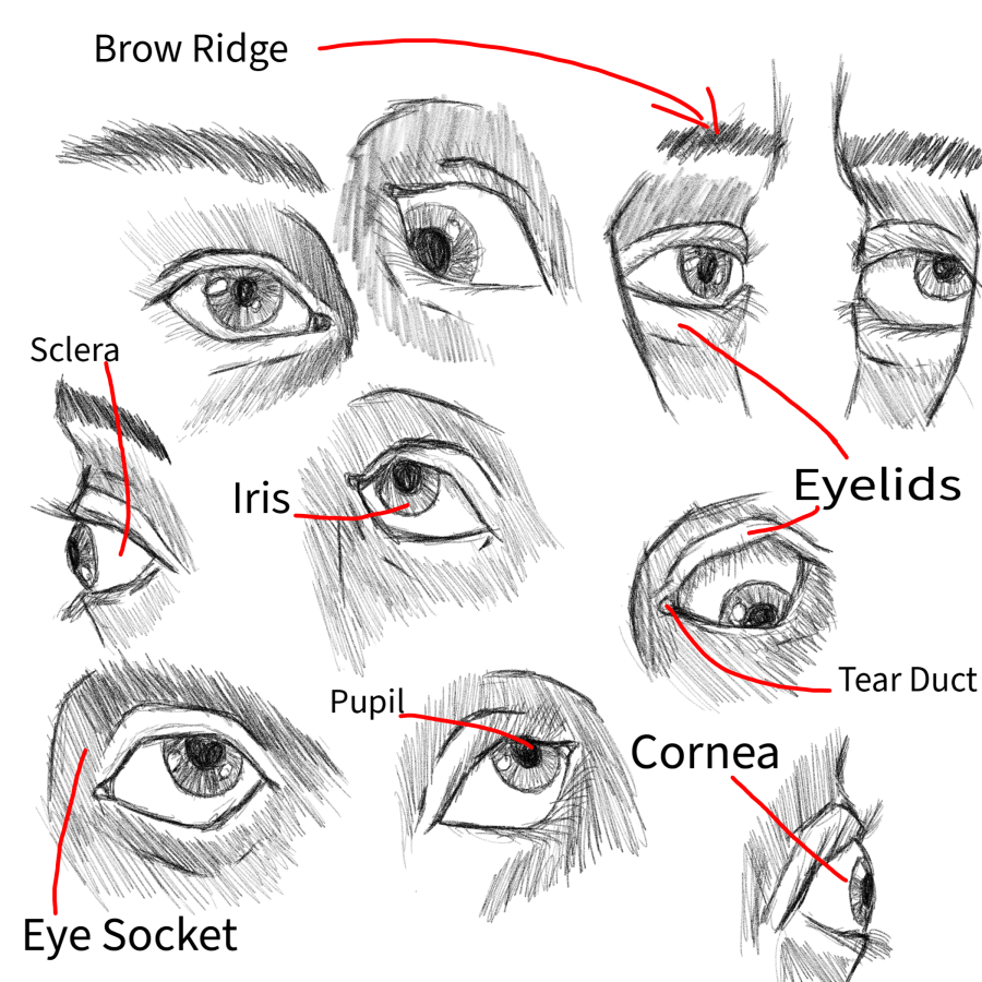 Click image for larger version

Name:	Anatomy_Sketches_Eyes.png
Views:	43
Size:	709.1 KB
ID:	3468