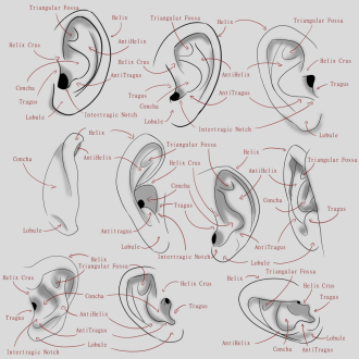 Click image for larger version

Name:	AfA_10Ears_labledV001.png
Views:	82
Size:	358.6 KB
ID:	3478