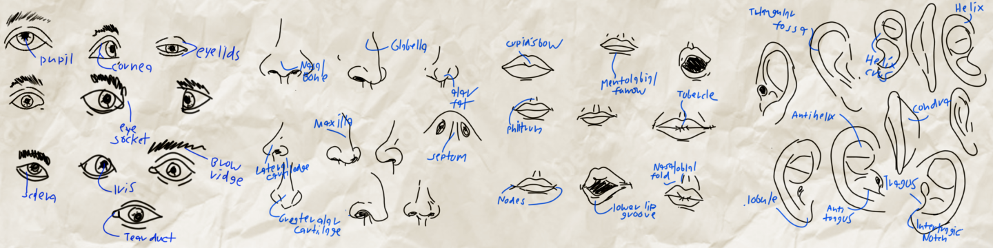Click image for larger version

Name:	facial_features_sketch.png
Views:	61
Size:	610.7 KB
ID:	3474