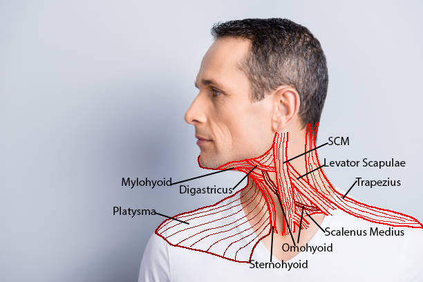 Click image for larger version

Name:	NeckAnatomyTraceAnterior_Male_Lateral.png
Views:	168
Size:	150.6 KB
ID:	7785