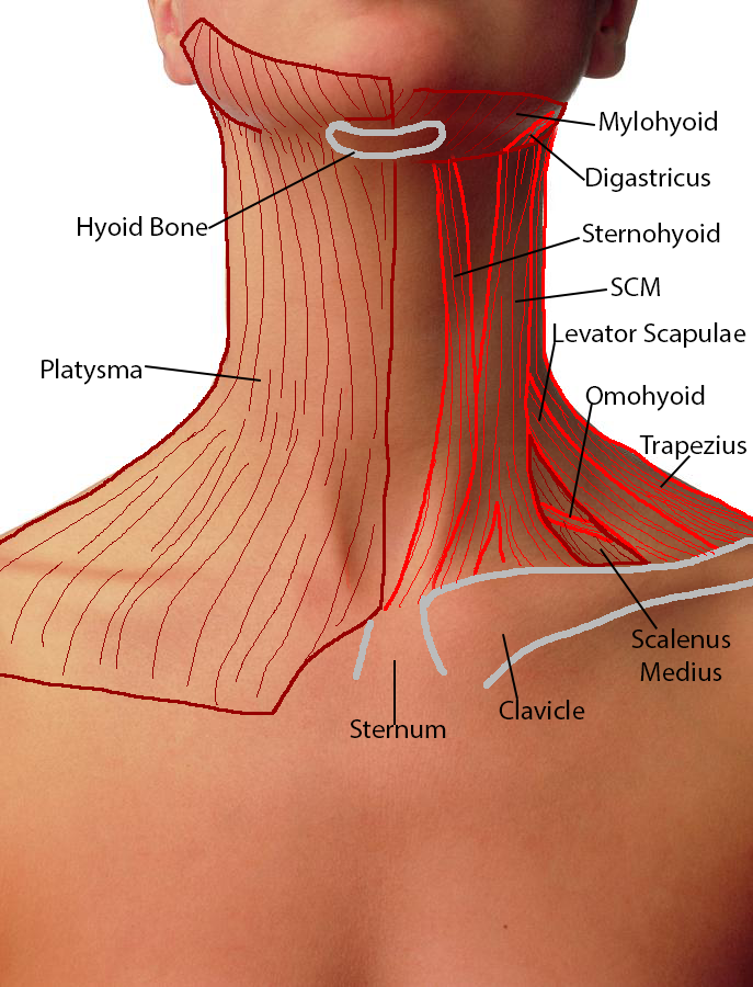 Click image for larger version

Name:	NeckAnatomyTraceAnterior_Female_Anterior.png
Views:	169
Size:	432.2 KB
ID:	7787