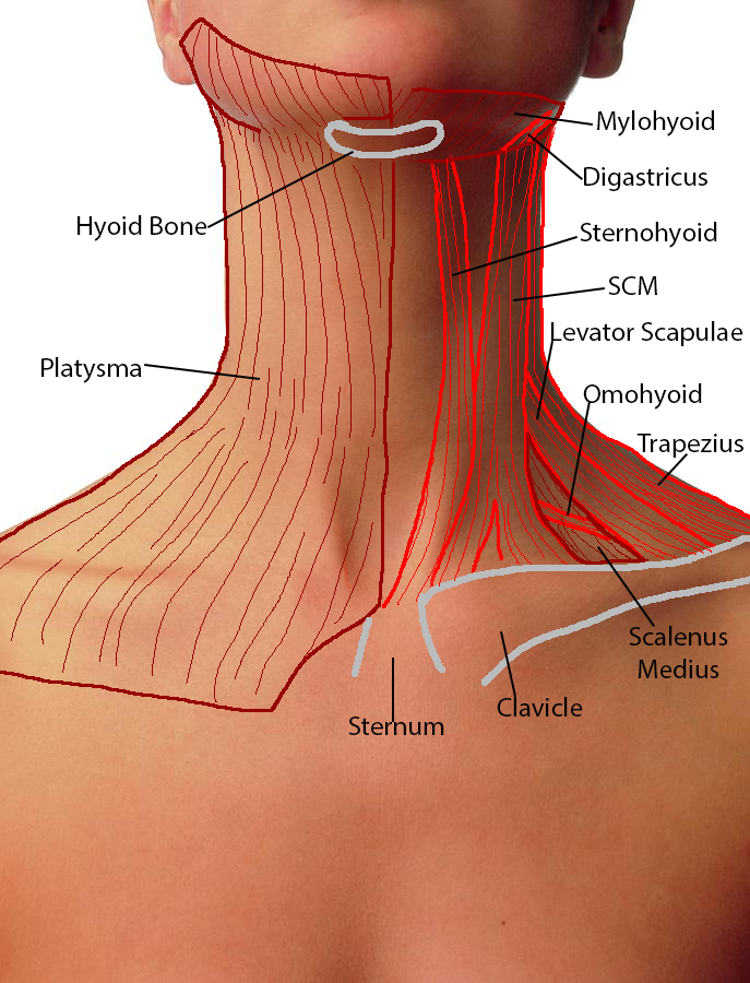 Click image for larger version

Name:	NeckAnatomyTraceAnterior_Female_Anterior.png
Views:	147
Size:	432.2 KB
ID:	7787