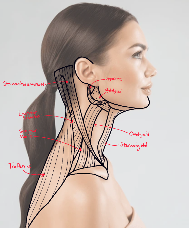 Click image for larger version

Name:	LG_Neck2race-LatF.png
Views:	173
Size:	469.1 KB
ID:	7894