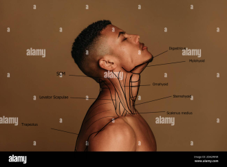 Click image for larger version

Name:	close-up-of-muscular-man-on-brown-background-with-face-facing-up-portrait-of-shirtless-african-american-fit-man-2DA2WNR.png
Views:	119
Size:	540.5 KB
ID:	7950