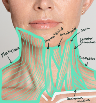 Click image for larger version

Name:	Female_Neck_Anterior.png
Views:	121
Size:	251.5 KB
ID:	7957