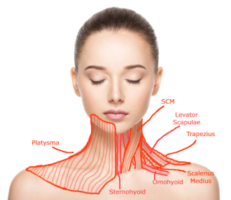 Click image for larger version

Name:	Woman-Front Muscles.png
Views:	111
Size:	180.0 KB
ID:	8011