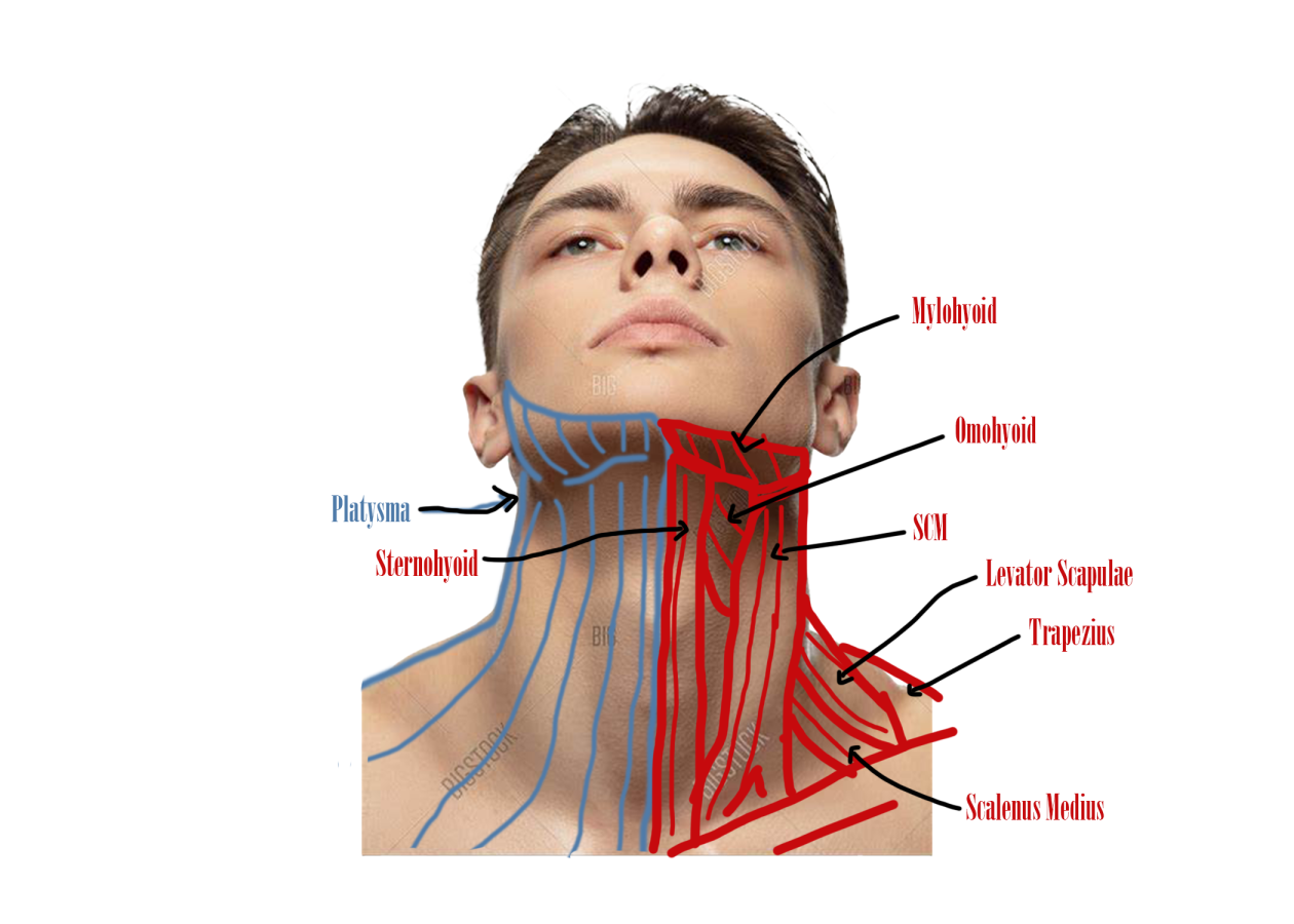 Click image for larger version

Name:	Male Neck Front.png
Views:	35
Size:	492.2 KB
ID:	8253