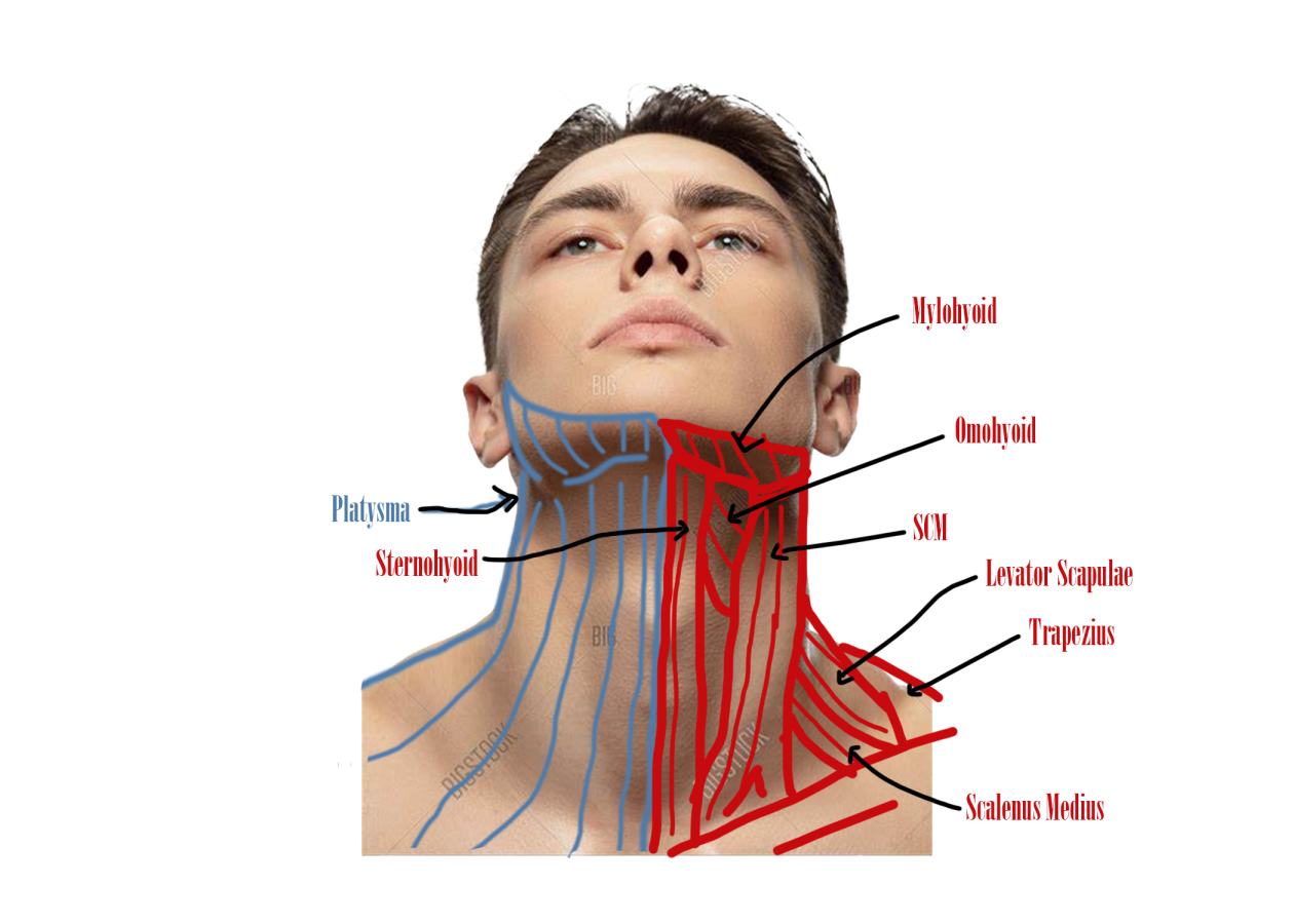 Click image for larger version

Name:	Male Neck Front.png
Views:	31
Size:	492.2 KB
ID:	8253